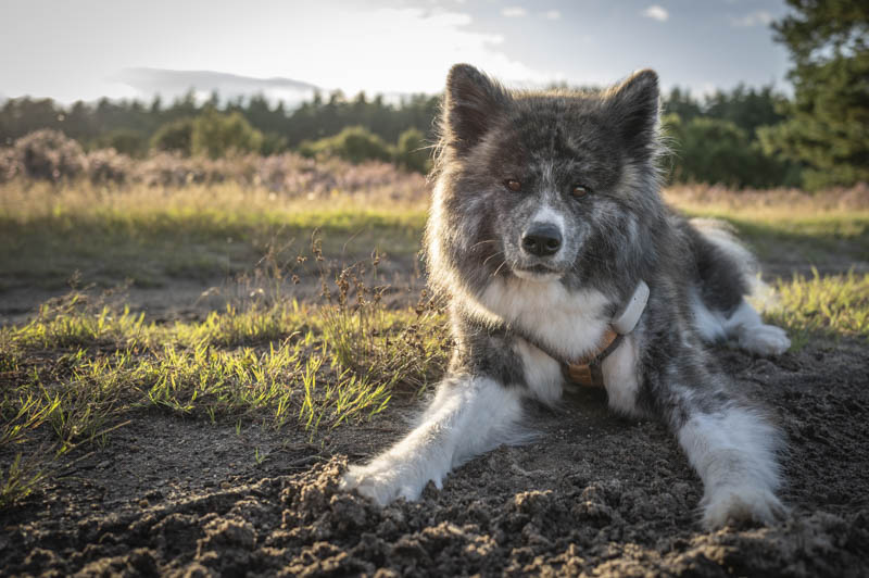 Training in der Heide